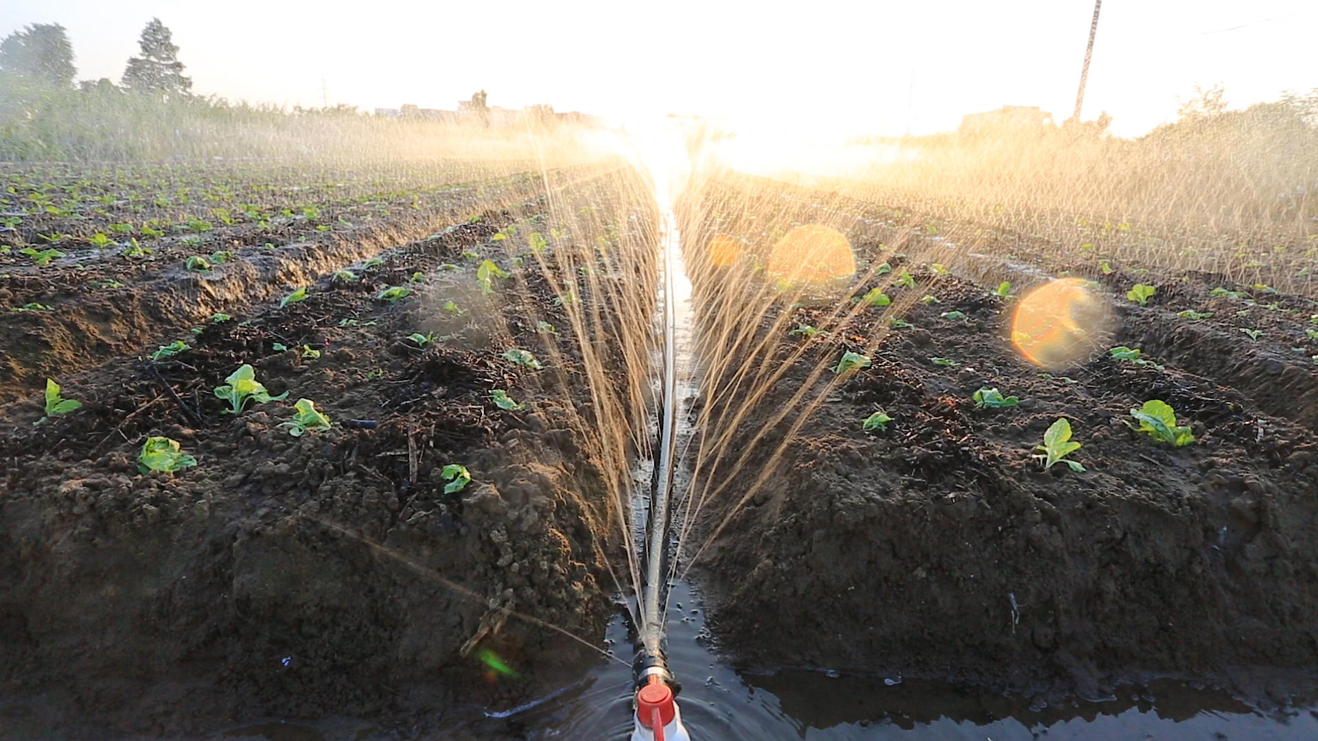 农业喷淋灌溉蔬菜视频的预览图