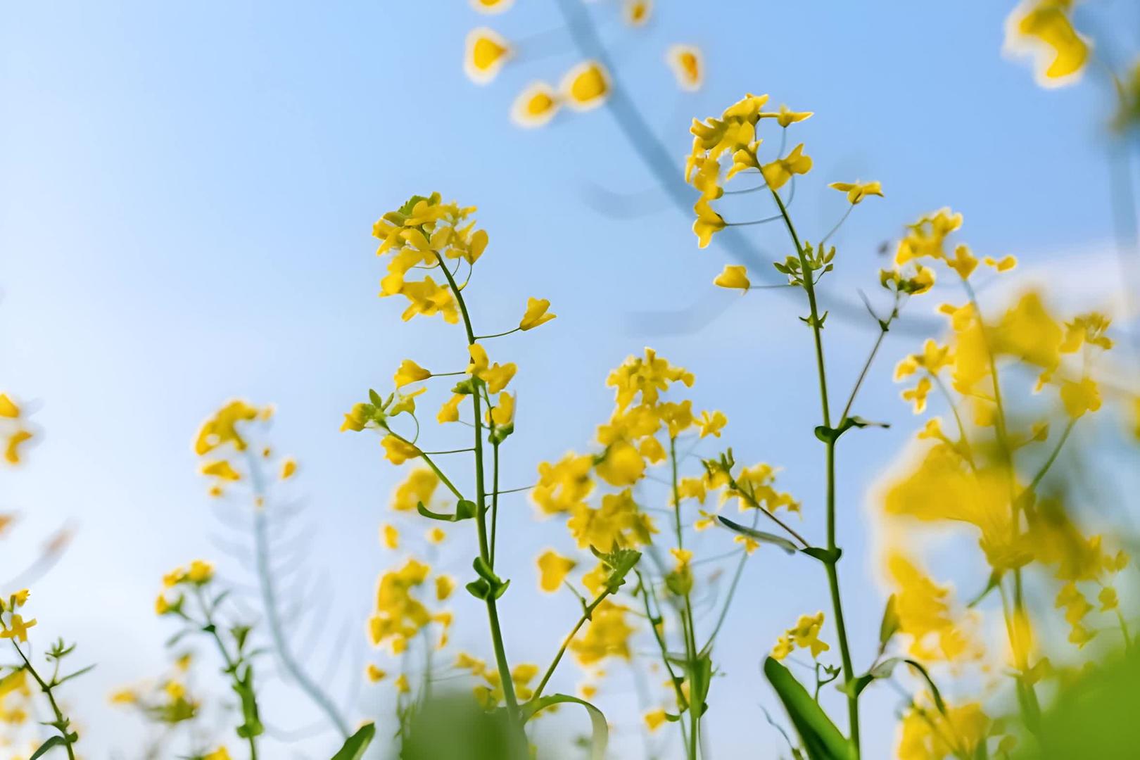 春季油菜花视频的预览图