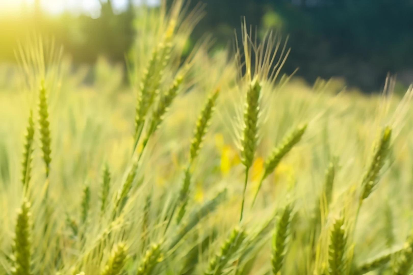 夏季芒种节气农田里的小麦视频的预览图