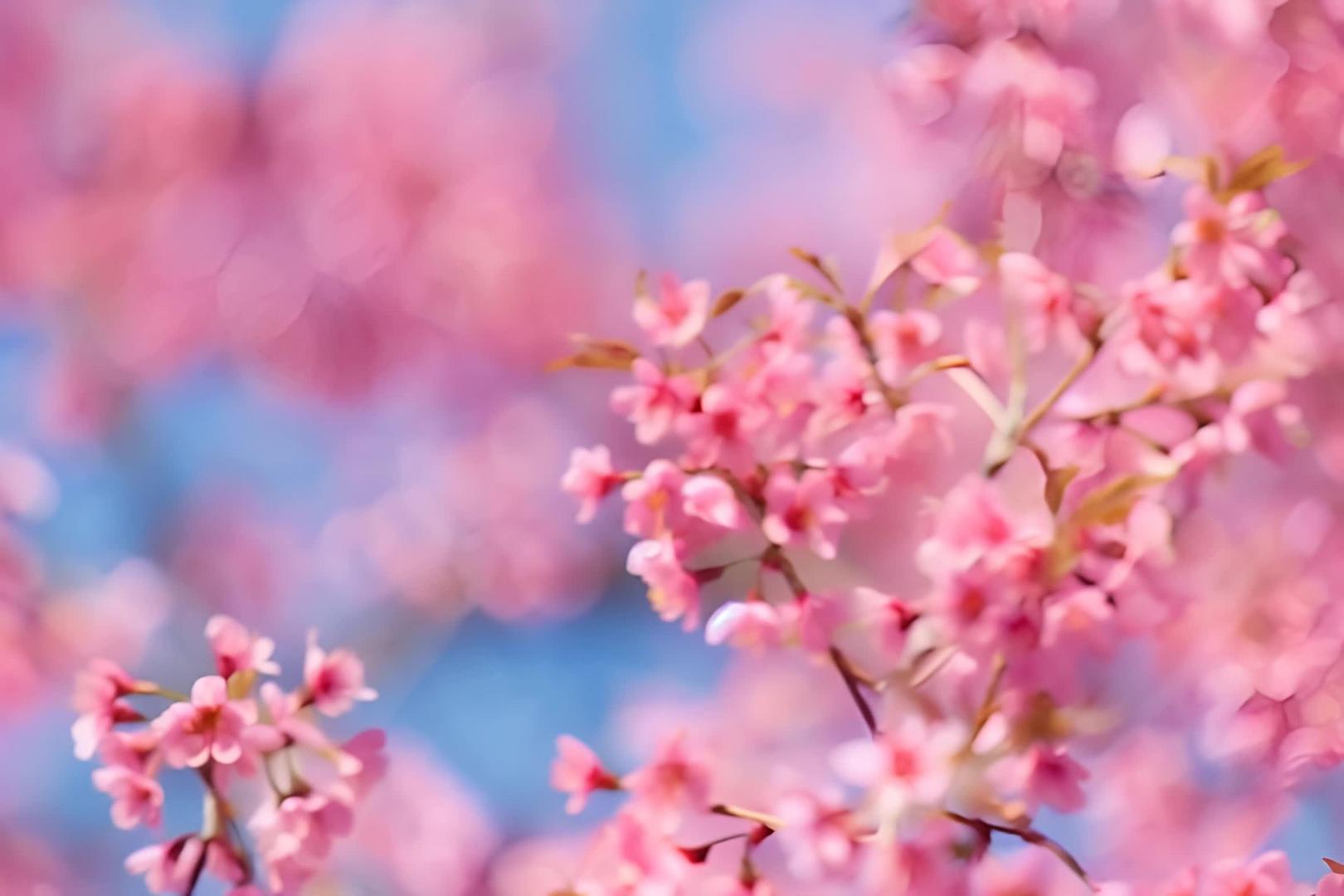 春日浪漫美丽的樱花视频的预览图