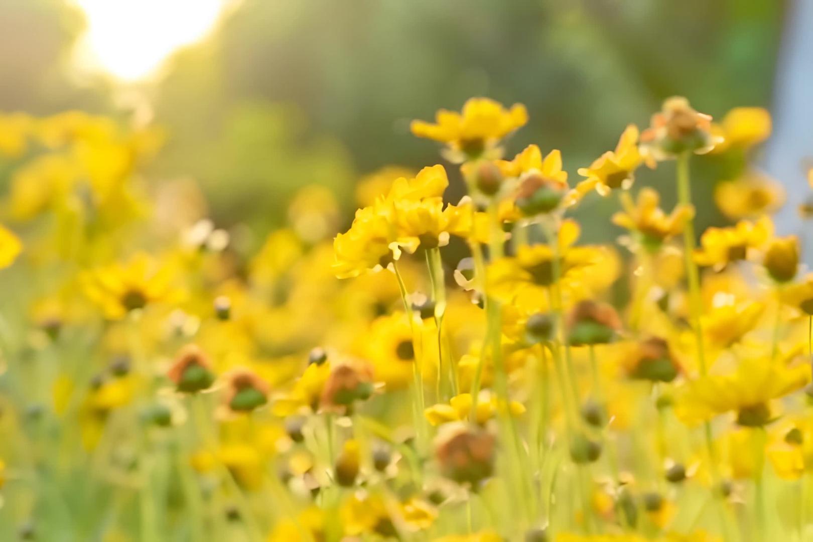 花儿在阳光下绽放视频的预览图