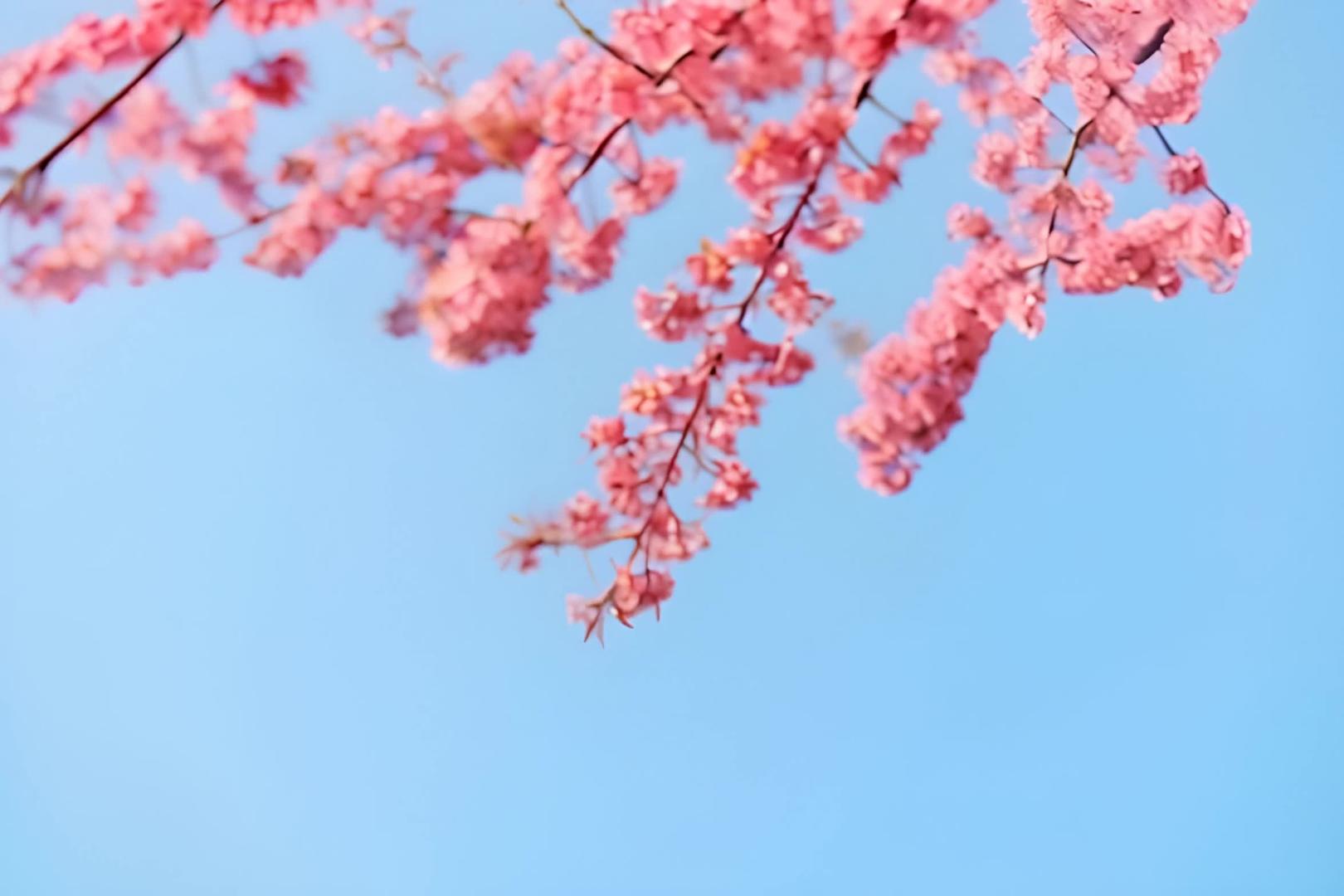 蓝天下美丽浪漫的粉红色樱花视频的预览图