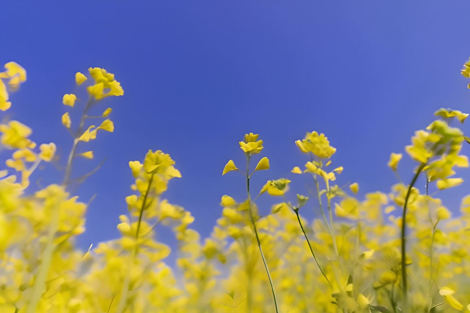 春季油菜花盛开视频的预览图