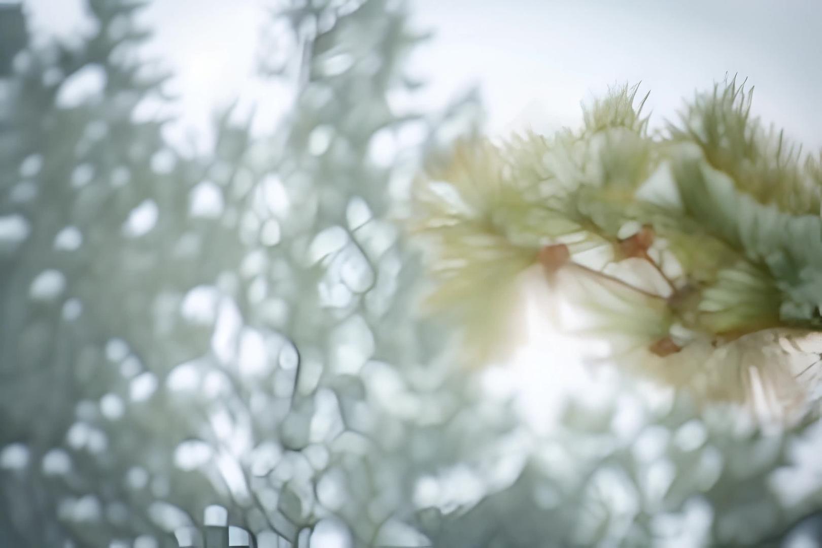 冬天雪地里的松树视频的预览图