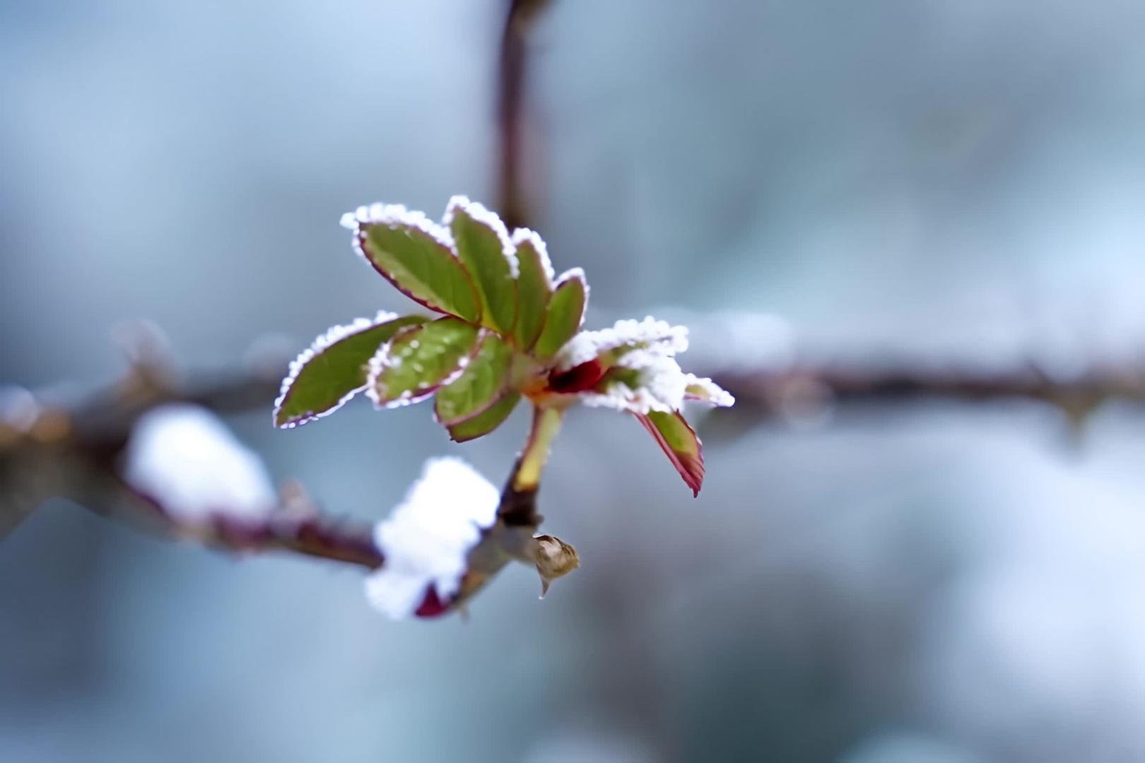 冬季冰雪中的植物视频的预览图