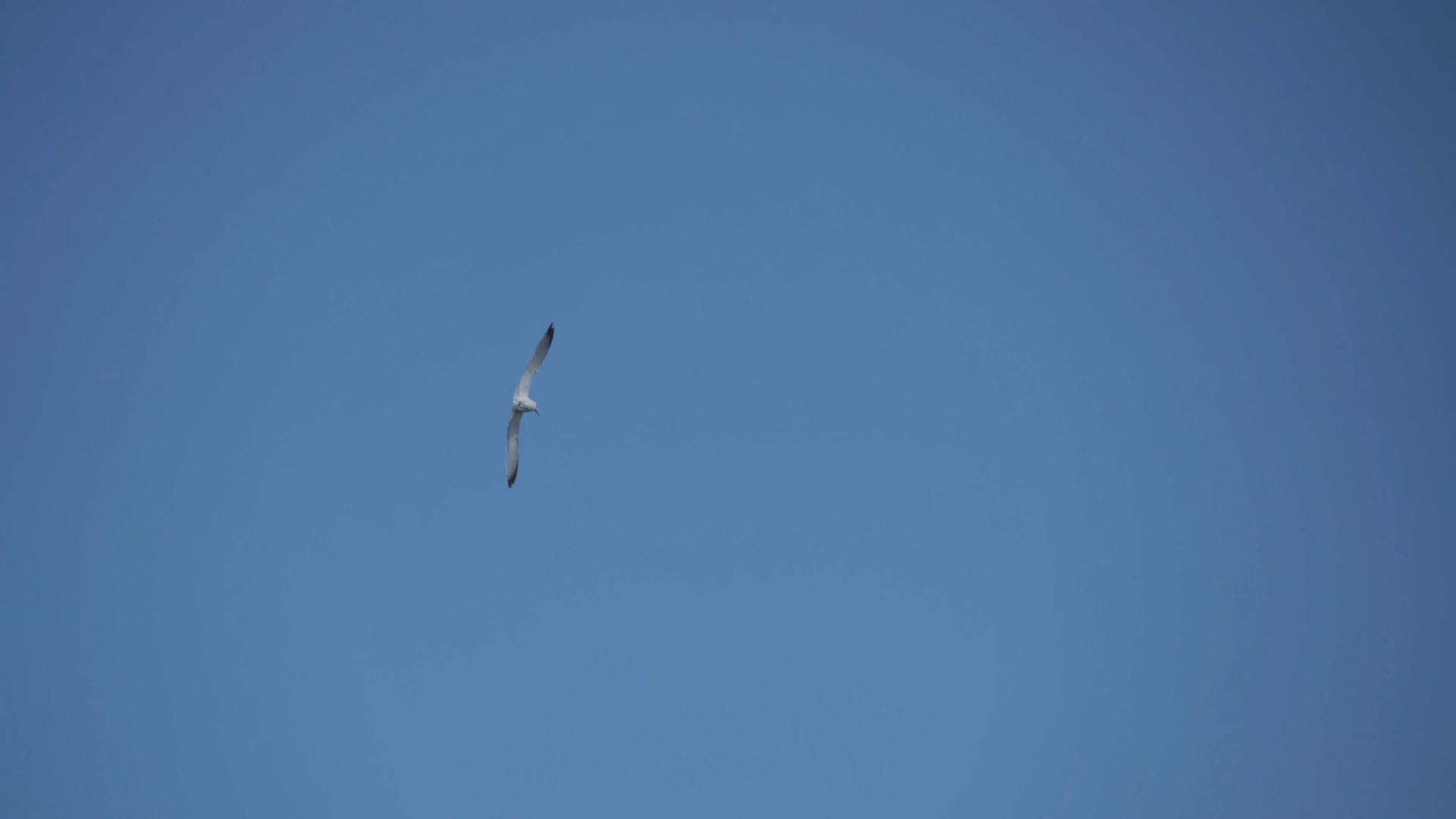 翱翔的海鸥抓拍4K视频视频的预览图