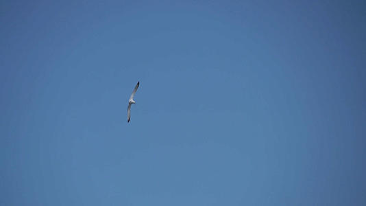翱翔的海鸥抓拍4K视频视频的预览图