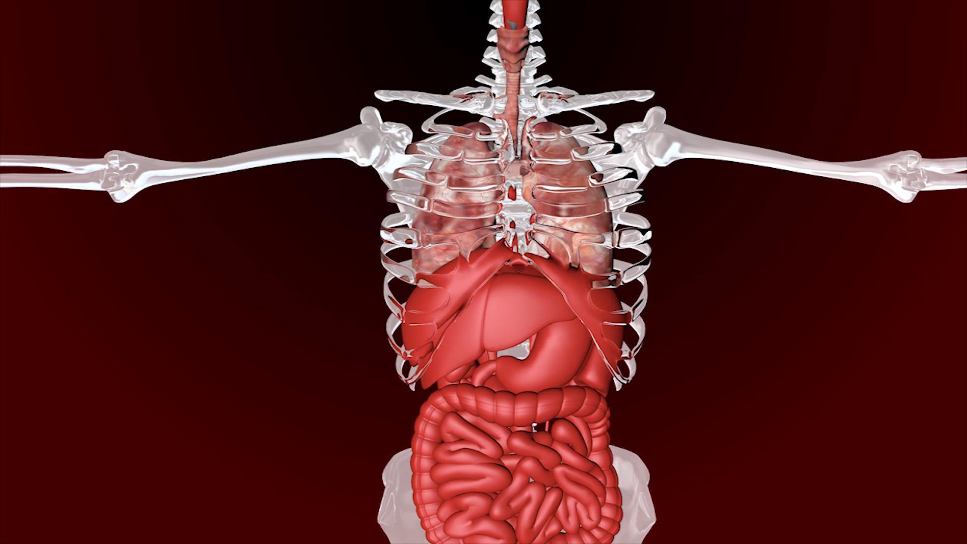 肺动画视频AE模板视频的预览图