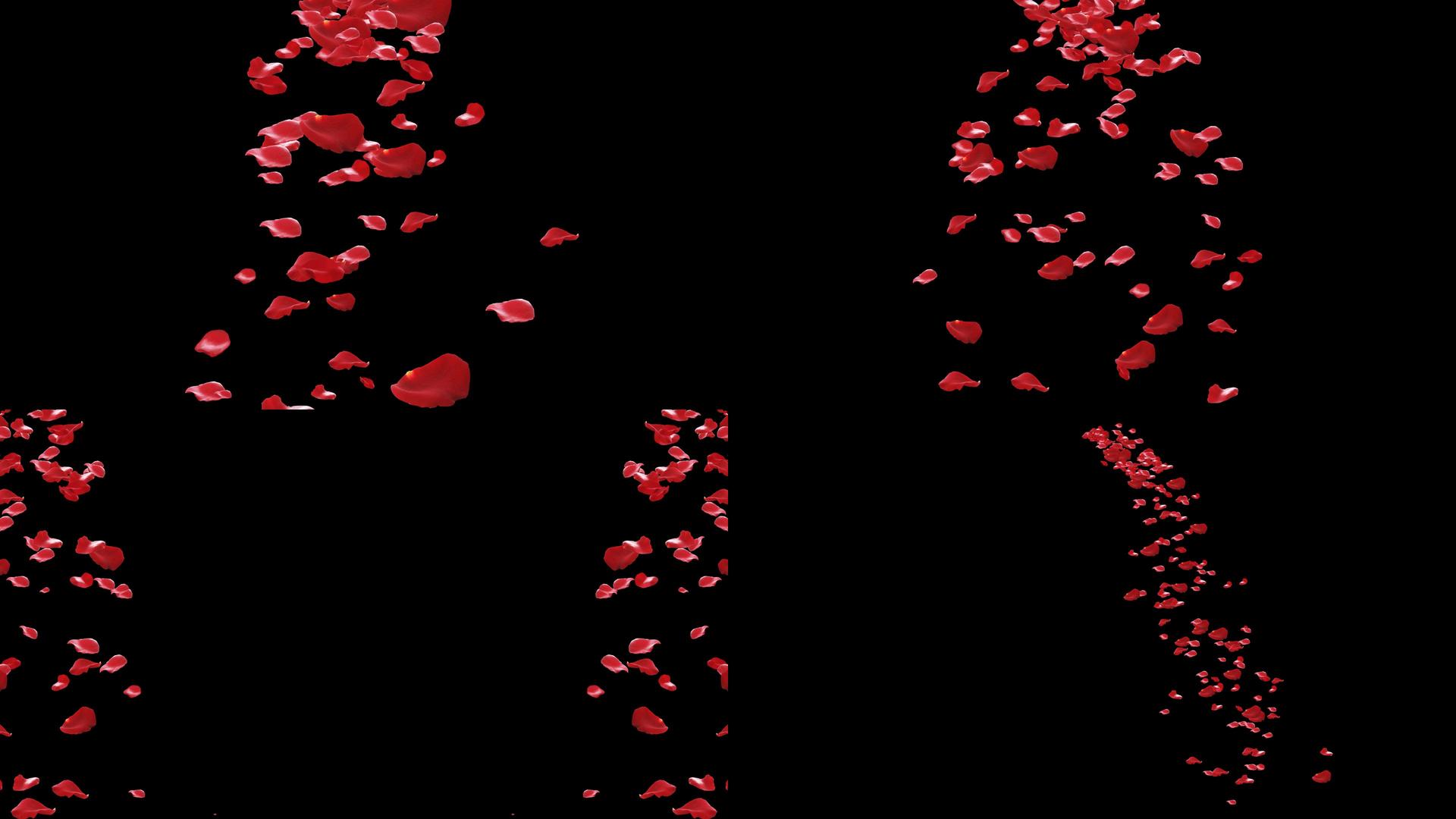 一组红色下落扩散粒子花瓣动画视频的预览图