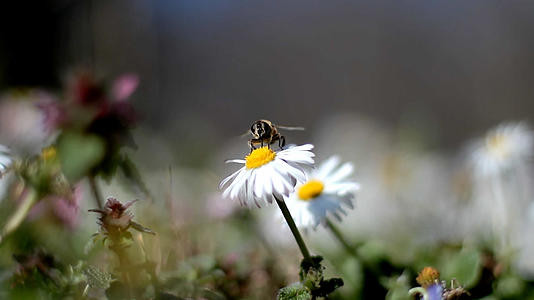 微距镜头的蜜蜂采花11111视频的预览图