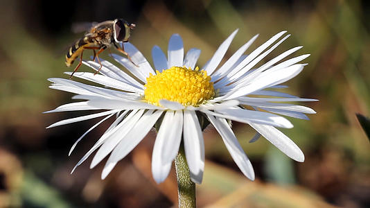 微距镜头下蜜蜂采花视频的预览图