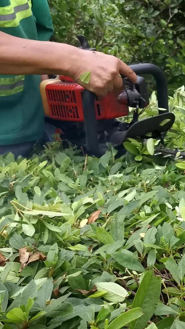 绿色工人修剪枝叶视频的预览图