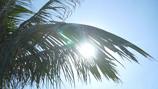 穿过椰子树叶的镜头的光斑视频的预览图