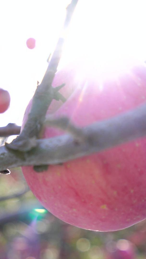 美丽的阳光下红富士苹果实拍素材视频的预览图