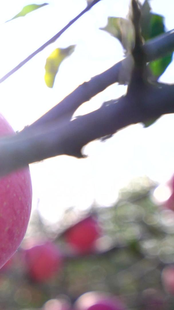 美丽的阳光下红富士苹果实拍素材视频的预览图