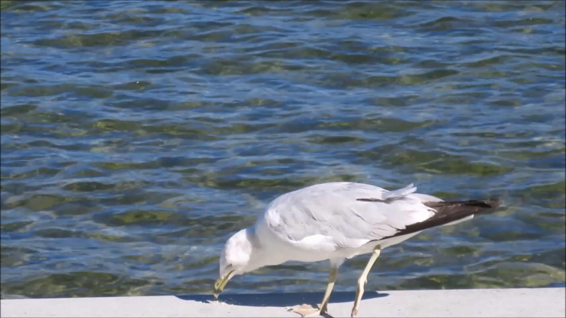 海鸟在觅食视频的预览图
