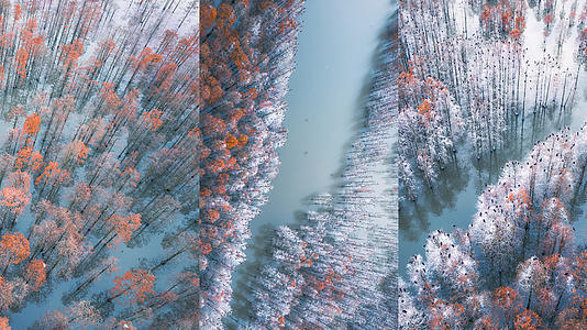 池杉树在冬季视频的预览图