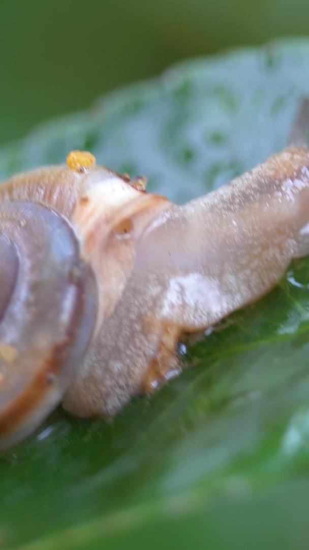 蜗牛在微距雨中爬行视频的预览图