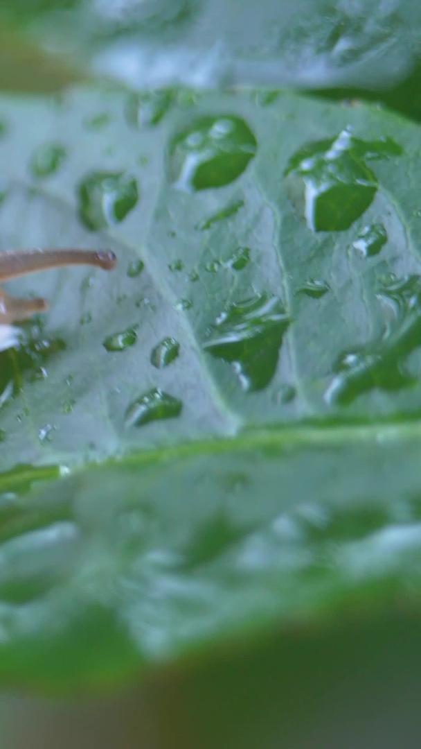 蜗牛在微距雨中爬行视频的预览图