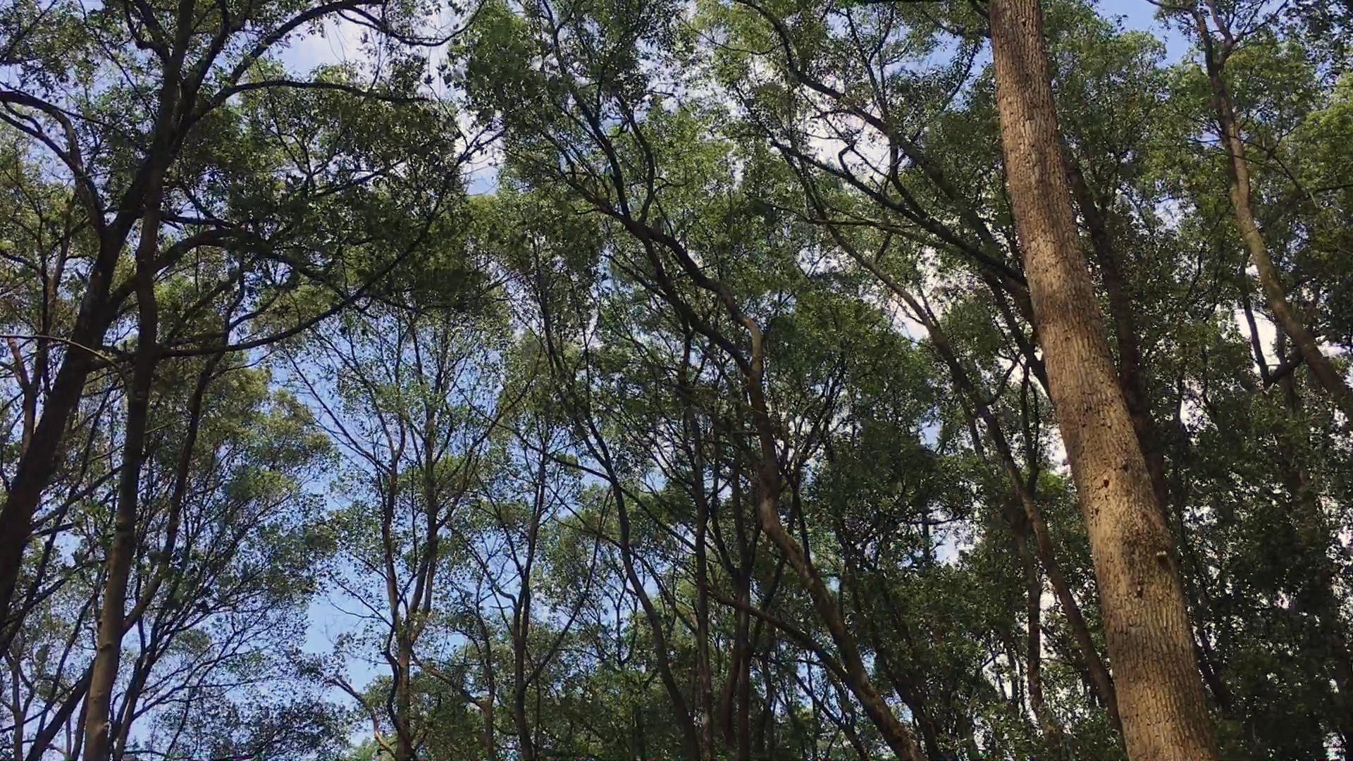 风吹树林视频的预览图