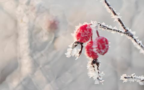 冬季挂冰霜植物视频的预览图
