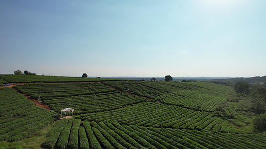 航拍乡村农业茶叶采摘园4k素材视频的预览图