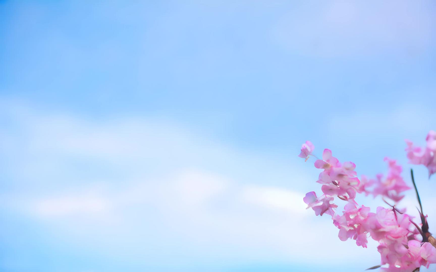 桃花在蓝天下视频的预览图