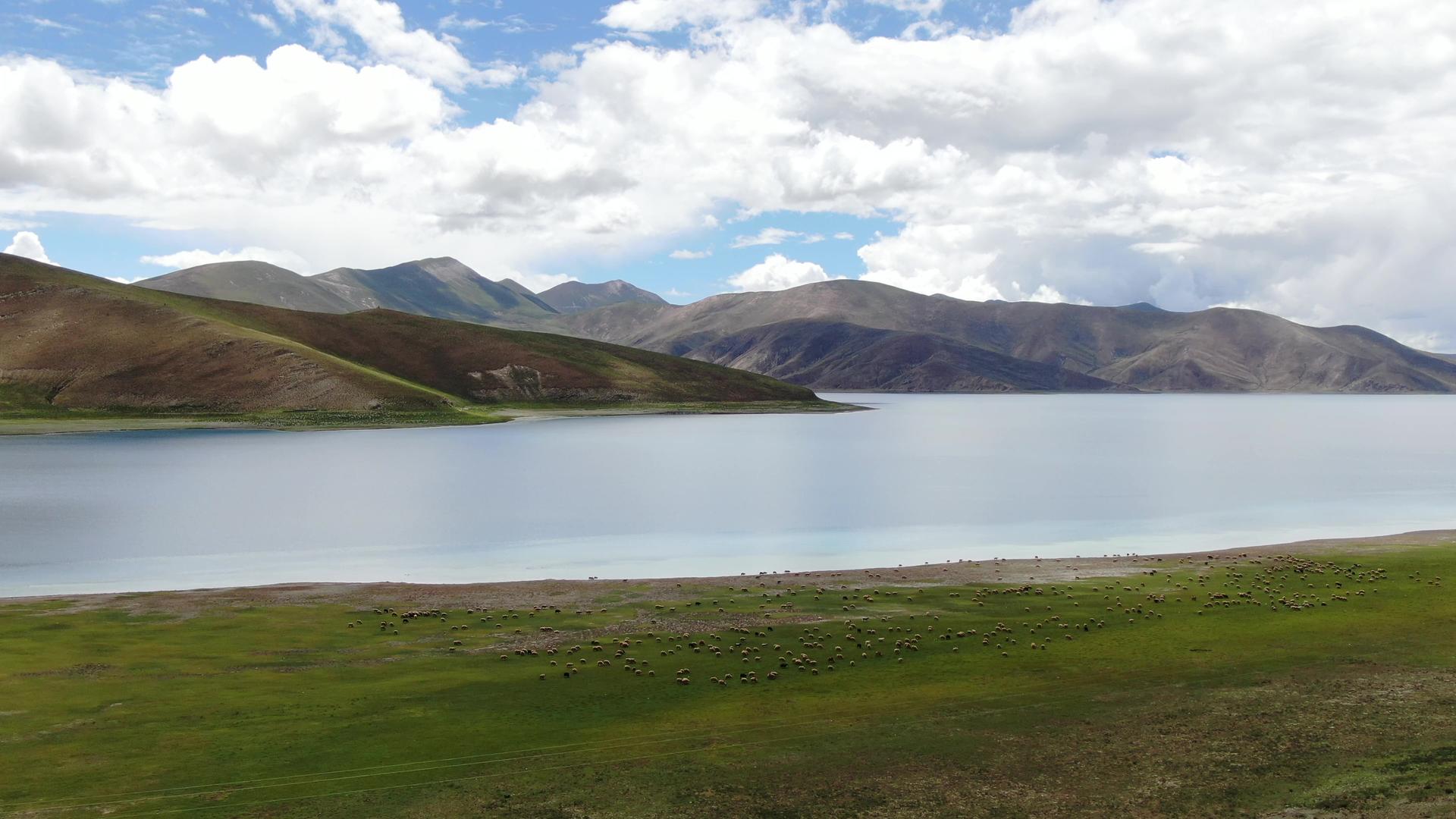 西藏高原湖泊放牧羊群航拍视频视频的预览图