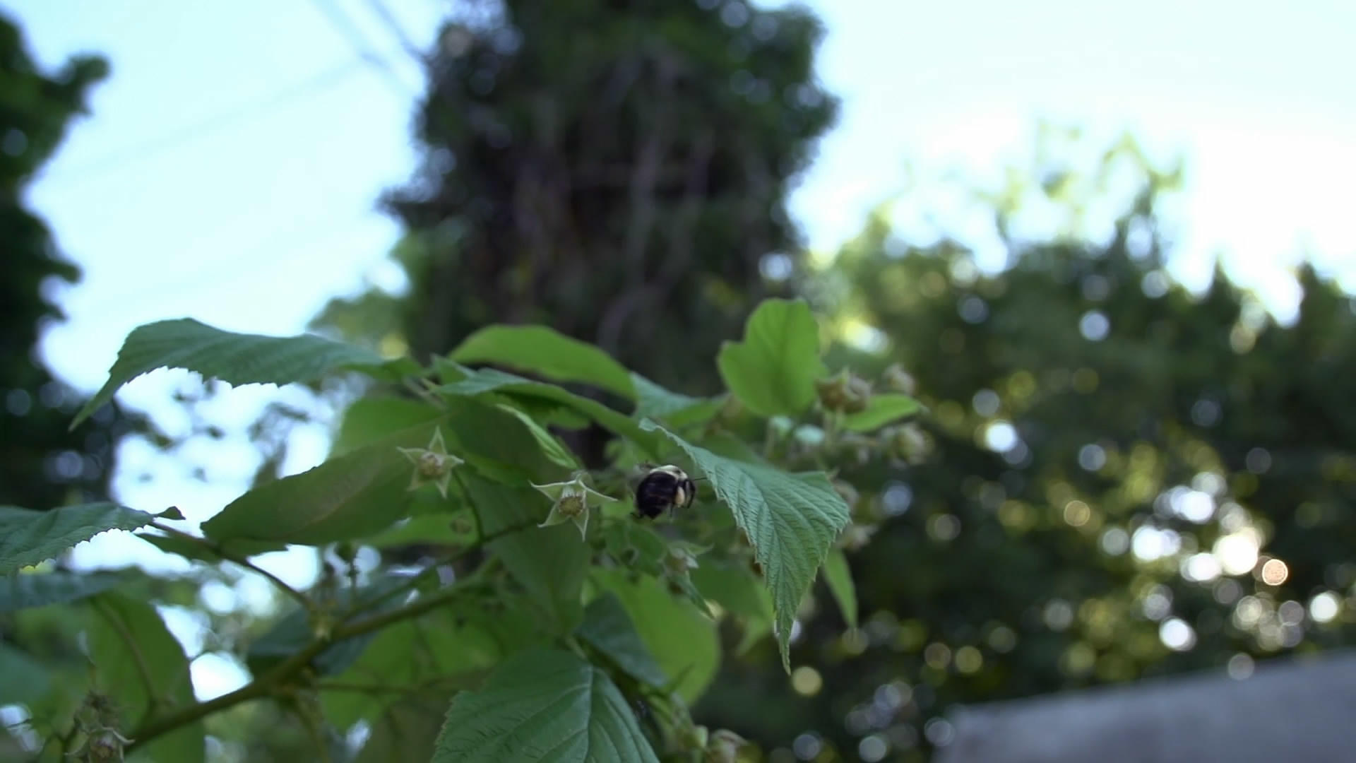蜜蜂在树梢上采蜜视频的预览图
