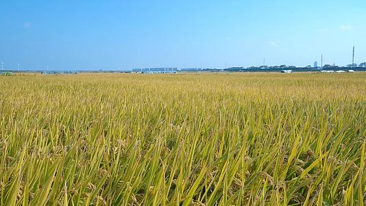 4k风吹动的水稻田视频的预览图