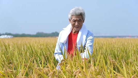 4k农民在田里看水稻植物长势视频的预览图