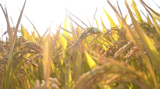 4k阳光下的水稻田视频的预览图