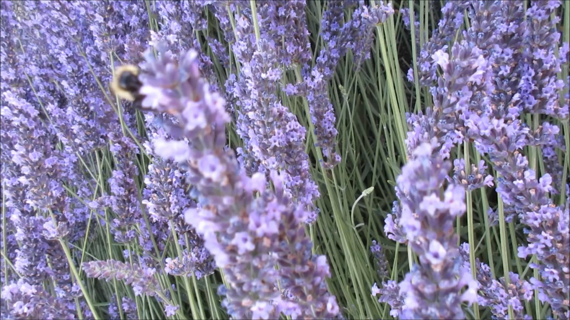 蜜蜂在蓝色薰衣草上采蜜视频的预览图