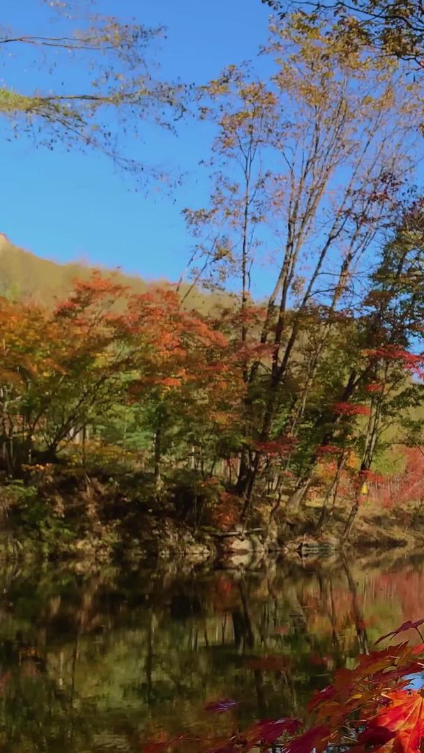 收集中国枫叶之都本溪关门山景区红叶视频视频的预览图