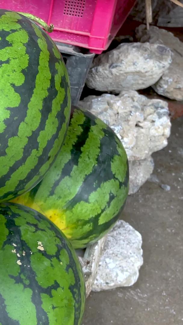 夏季水果绿色有机新鲜西瓜视频的预览图