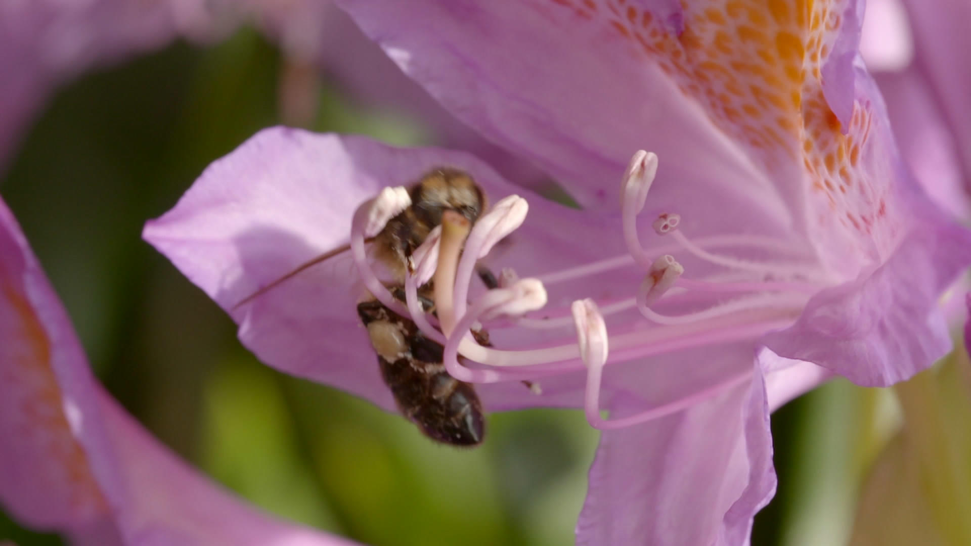 蜜蜂采蜜授粉特写镜头视频的预览图