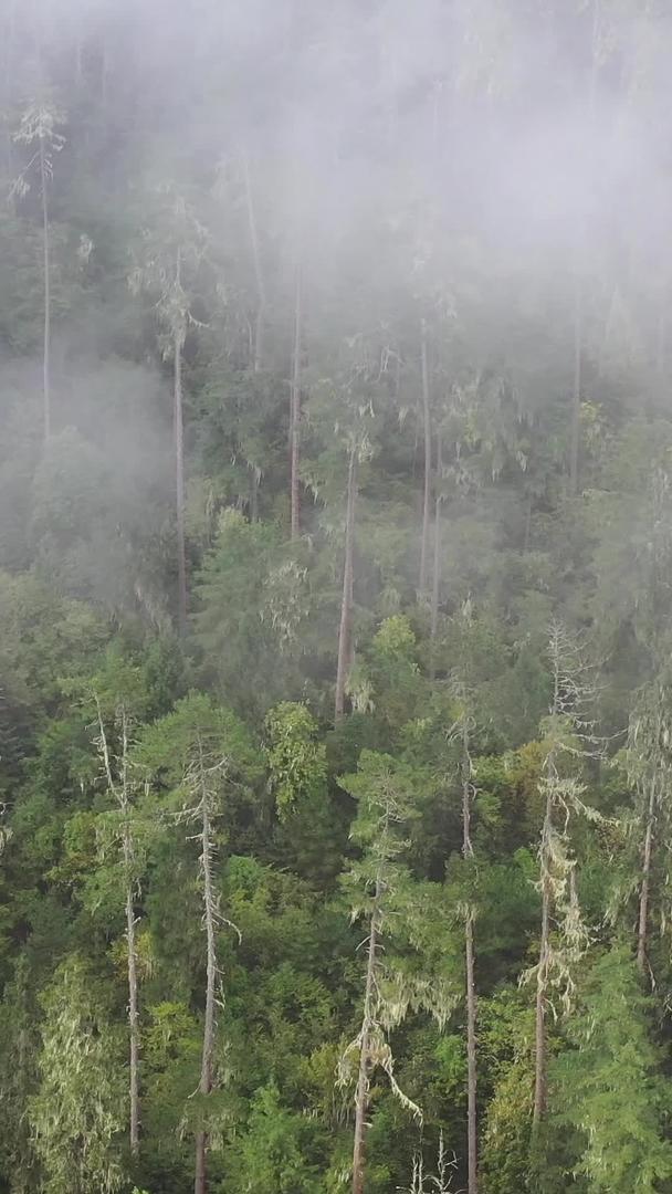原始森林航拍在云雾中的视频视频的预览图