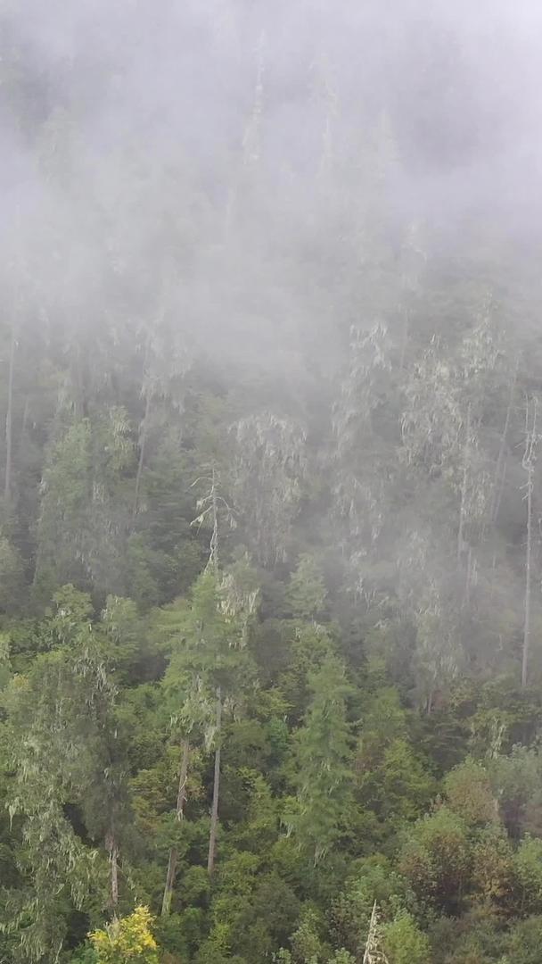原始森林航拍在云雾中的视频视频的预览图