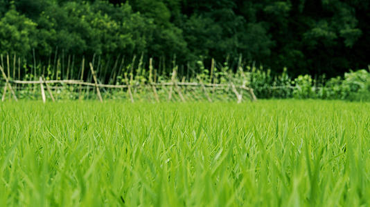 4k视频稻田秧苗在微风中茁壮成长视频的预览图