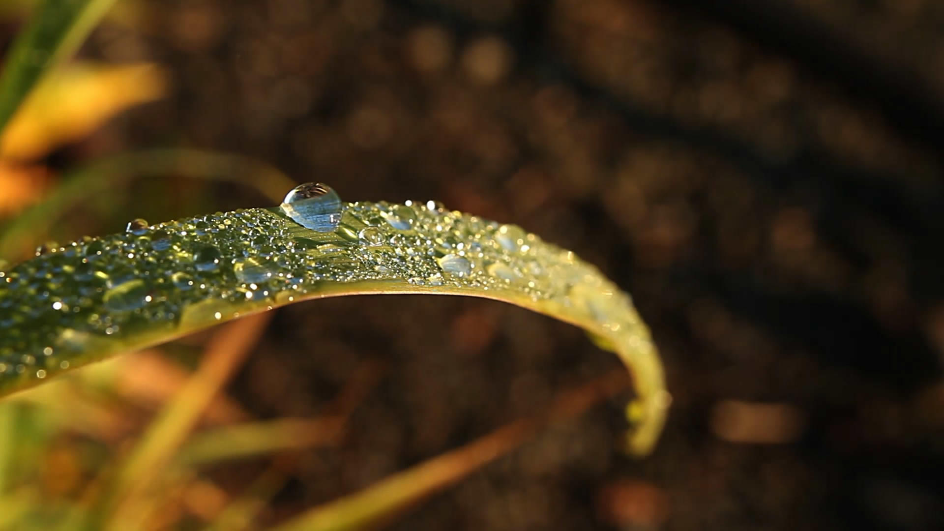 清晨树叶上的露珠水滴视频的预览图