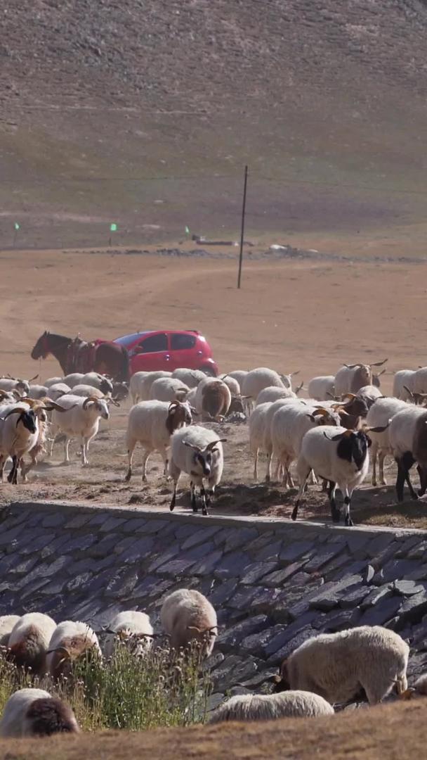 实拍青海海南草原放羊群视频的预览图