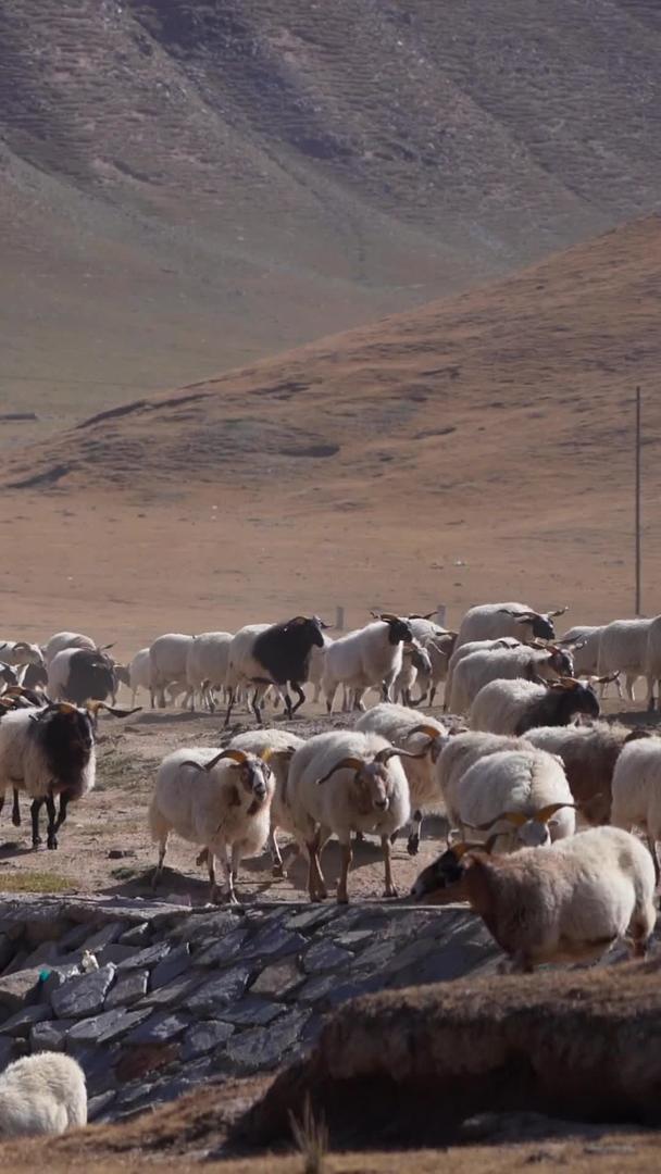 实拍青海海南草原放羊群视频的预览图