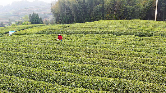 4K航拍福鼎山上白茶茶园合集视频的预览图