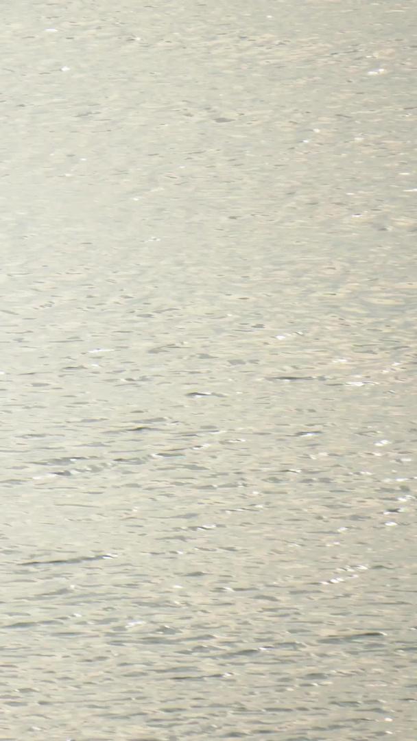 拍摄海边白鹭视频素材视频的预览图