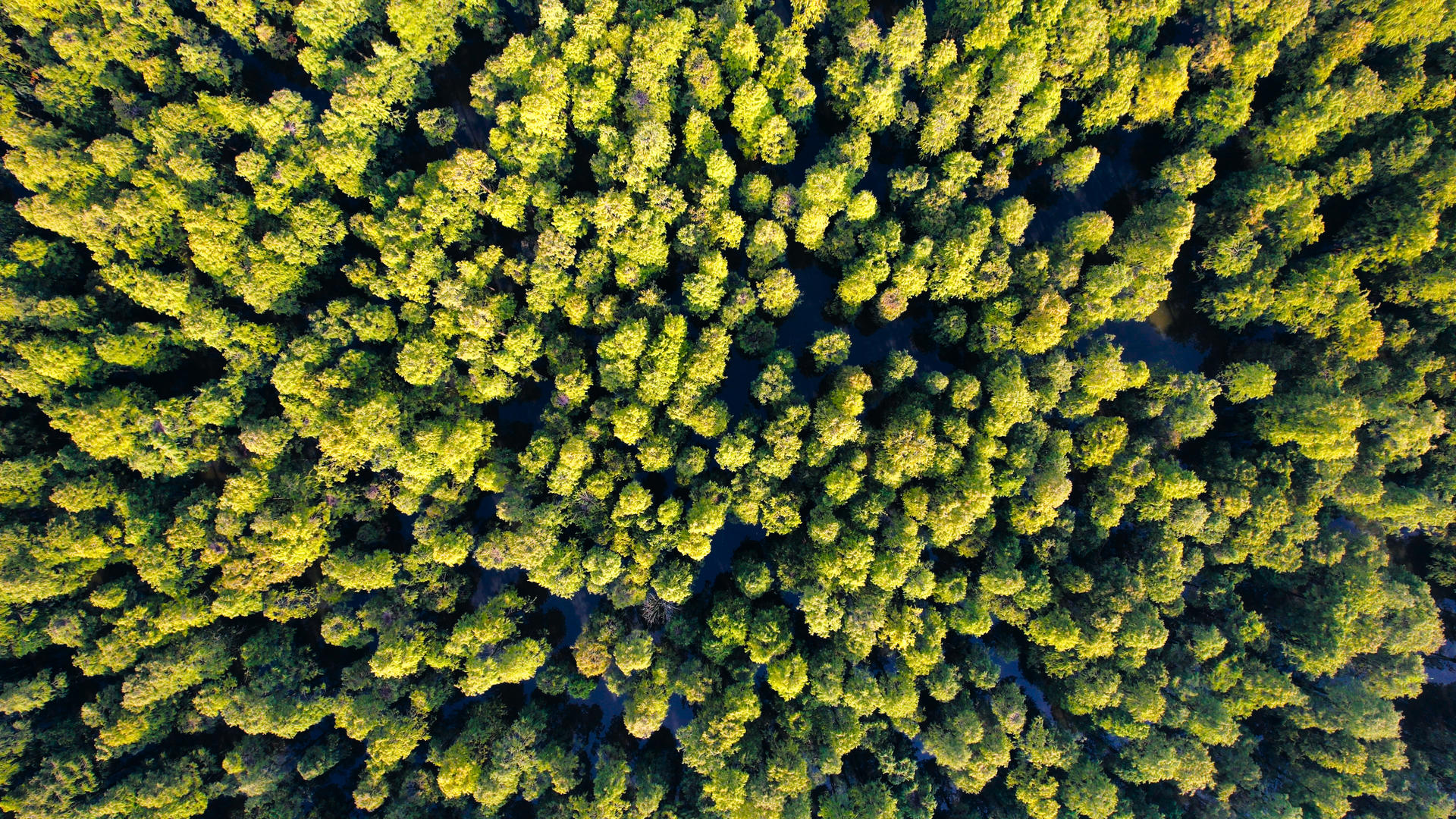 4K航拍南京池杉湖国家森林公园视频的预览图