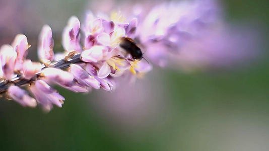 蜜蜂采花视频的预览图