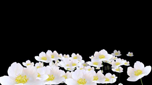 白色花朵动态背景视频的预览图