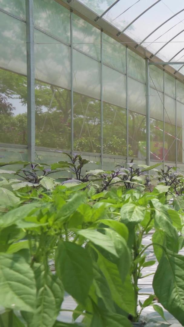 科学种植农业大棚栽培有机蔬菜视频的预览图