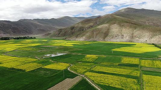 西藏日喀则地区油菜花盛开航拍视频视频的预览图