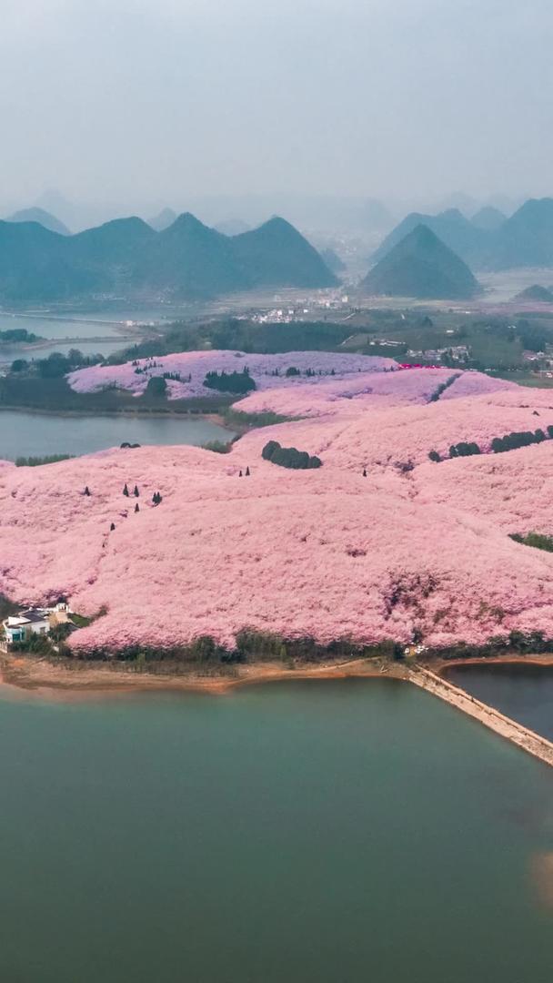贵州平坝万亩樱花园航拍延迟视频的预览图